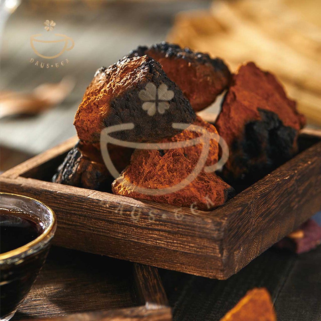 NẤM CHAGA 100G - HẠ ĐƯỜNG HUYẾT, GIẢM MỠ MÁU - Trà thảo mộc Daystea