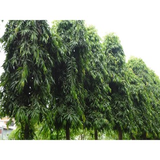 CÂY GIỐNG CÂY HOÀNG NAM - TÙNG ẤN ĐỘ, CÂY KHỎE ĐẸP - NBCGCHNSD