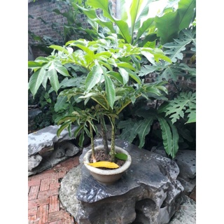cây khoai cảnh