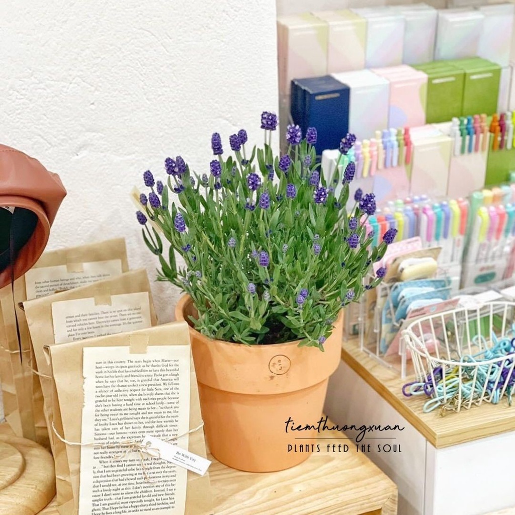 Lavender (Sẵn hoa) - Cây oải hương trang trí nhà cửa, có hương thơm dịu - Tiệm Thường Xuân
