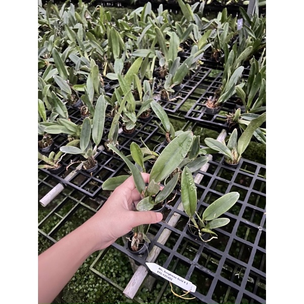 TNX20 - Hoa Lan Cattleya Snow White - Cây Con