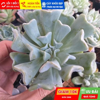 Sen đá cúc, đã thuần khí hậu nóng, khoẻ đẹp, hoàn tiền khi cây bị hư hoặc lỗi