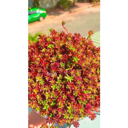 Sedum nếp cẩm | sen đá nếp cẩm
