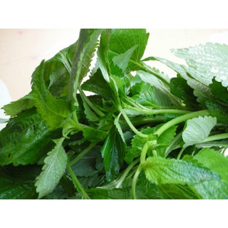 Chậu cây Oregano - Lá Kinh Giới Cay - Origanum vulgare