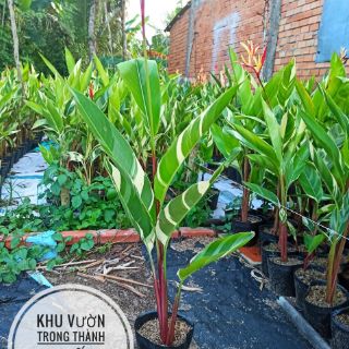 Cây Chuối mỏ két cẩm thạch (sỉ & lẻ)
