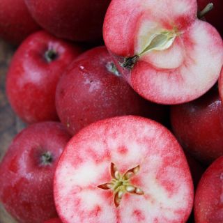 Cây táo đỏ giống cây nhập khẩu