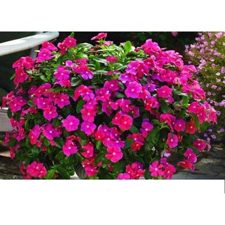 Hạt Giống Hoa Dừa Cạn Rủ Gói 20 Hạt