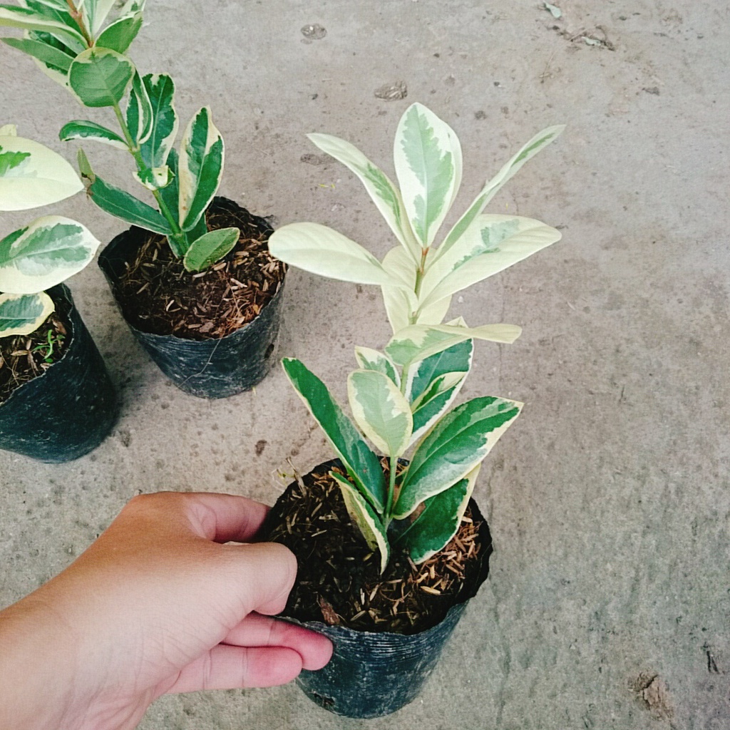 Cây Trang Mỹ Đỏ Cẩm Thạch - Trang Nhung Cẩm Thạch