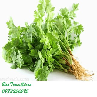 Bán Hạt giống rau ngò Pháp chịu nhiệt- rau mùi chịu nhiệt gói 20 gram xuất xứ Italia hàng nhập khẩu - chất lượng cao.