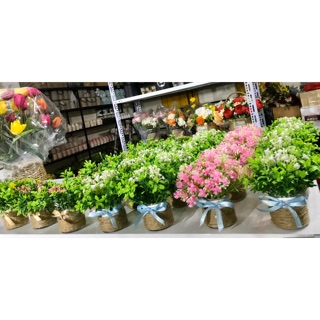 Combo 5 lọ hoa cỏ