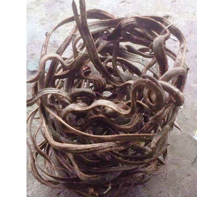 Cuộn dây rừng tự nhiên trang trí làm cây giả leo tường- dây xoắn dẹp