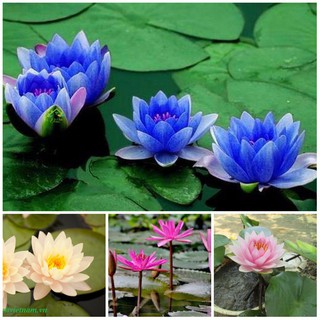 Hạt Giống Hoa Súng Mini Thái Lan( 5 Hạt -5 Màu)