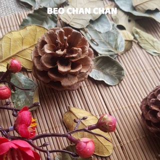 (ĐẸP ĐỀU) TRÁI THÔNG, LÁ KHÔ phụ kiện trang trí chụp ảnh mộc mạc trang trí chụp food, bánh, tinh dầu.