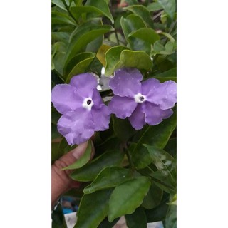 Cây Lài Nhật ( Nhài Nhật)