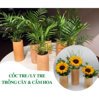 10 cốc tre trồng cây