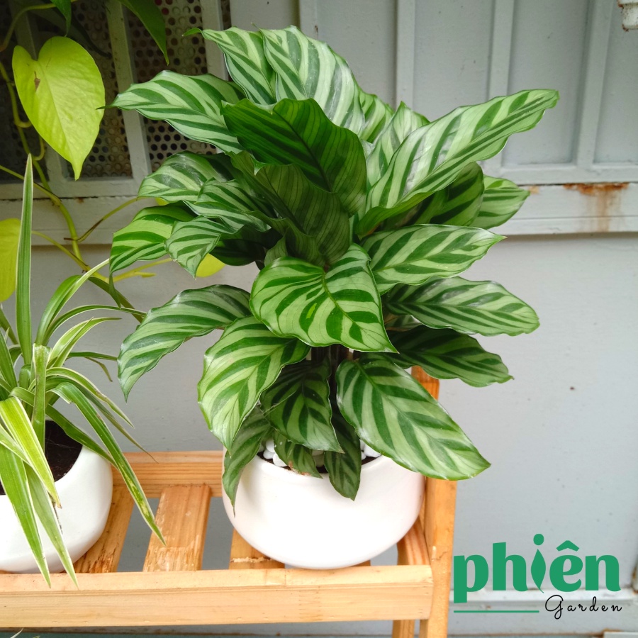 Cây Đuôi Công Xanh Sọc Xanh Calathea Bella để bàn kèm chậu gốm tráng men