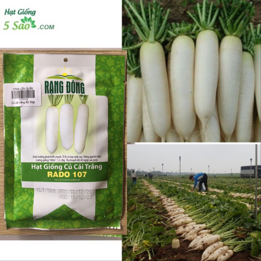 Củ Cải Trắng RĐ 107 - RẠNG ĐÔNG