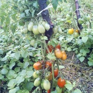 HẠT GIỐNG CÀ CHUA NHÓT SOCOLA
