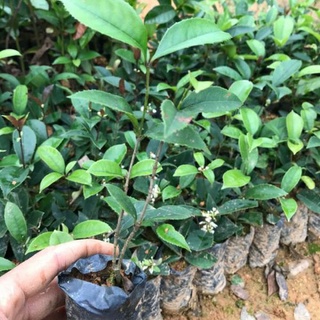(UY TÍN) Cây mộc hương ta giống