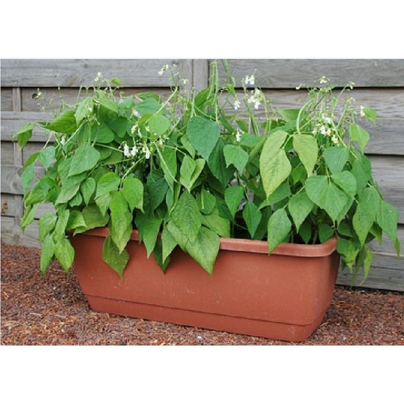 Siêu ra bông , đậu trái - Grow 5-5-5 Ba lá Xanh 10ml