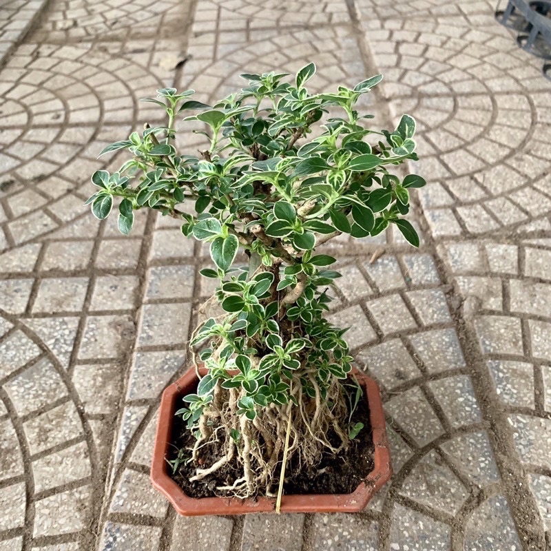 Bạch Tuyết Mai Bonsai ( để bàn )