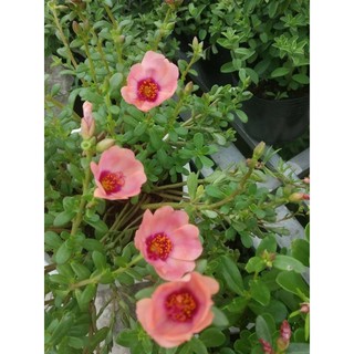 Hoa Mười Giờ Thái đủ màu