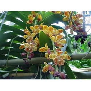 combo 1 bó LAN CẨM BÁO TÂY BẮC