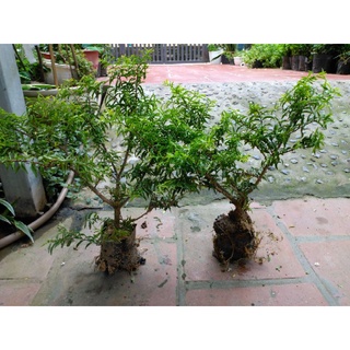 Cây Mai Chiếu Thủy Bonsai mini