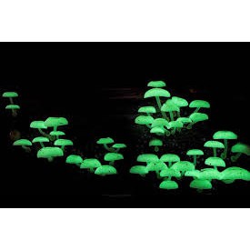 1000ml SƠN DẠ QUANG