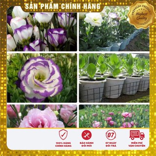 Hạt Giống Hoa Cát Tường Mix( 5 hạt)
