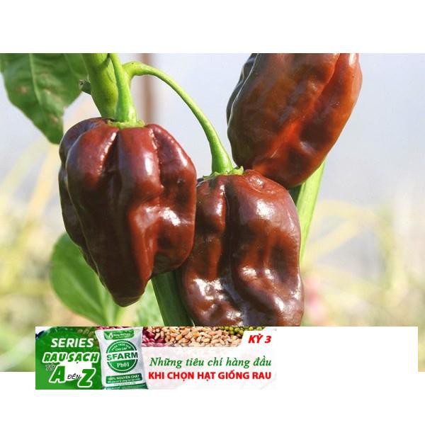 5 Hạt Giống Ớt Cay Habanero Scoville Giống Ớt Cay Nhất Thế Giới Giống Nhập Ngoại 5 Màu