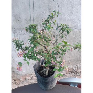 hồng ngọc mai bonsai đẹp