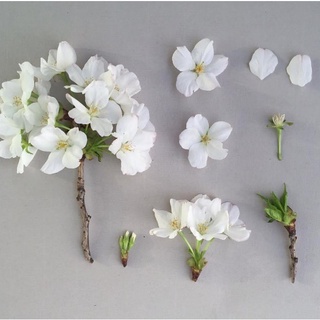 SAKURA Khuôn silicone vân hoa Đào Sakura