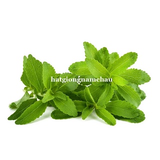 Hạt giống cỏ ngọt - 5 hạt