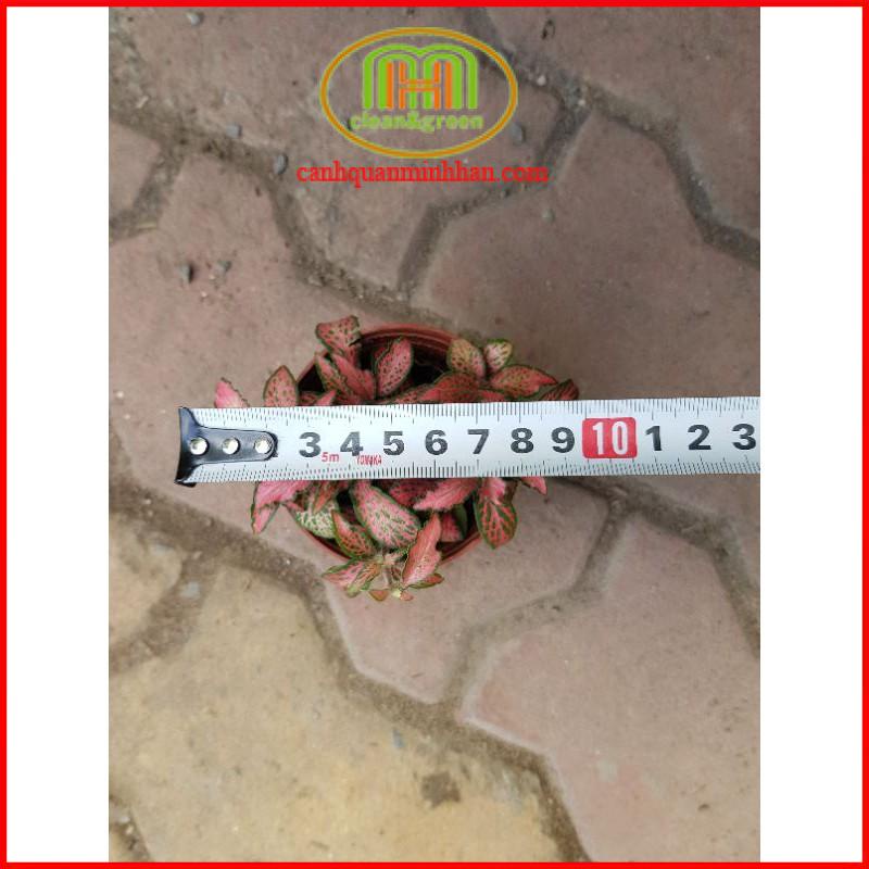 Cây cẩm nhung Fittonia lá may mắn nhiều màu đẹp thích hợp trồng để bàn nhỏ xinh