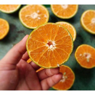 Cây quýt đường Thái Lan, cây giống gửi đi nguyên bầu