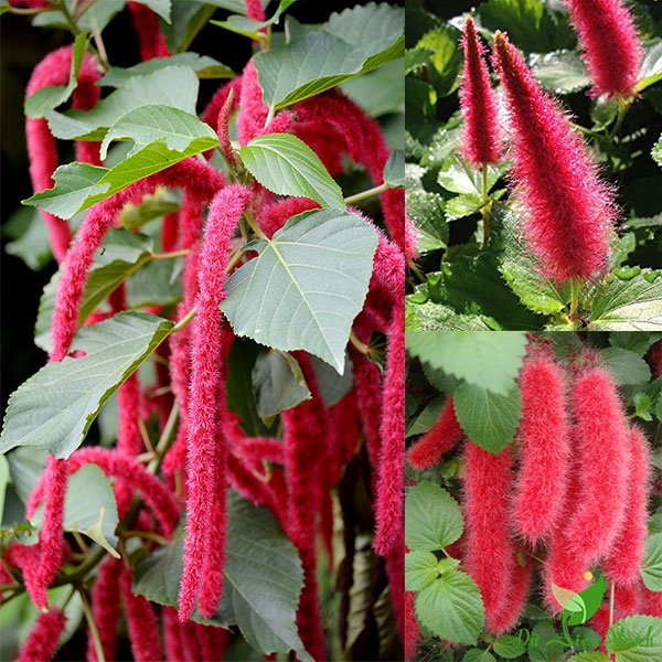 Hạt giống hoa Tai Tượng Đuôi Chồn Đỏ- Gói 30 hạt