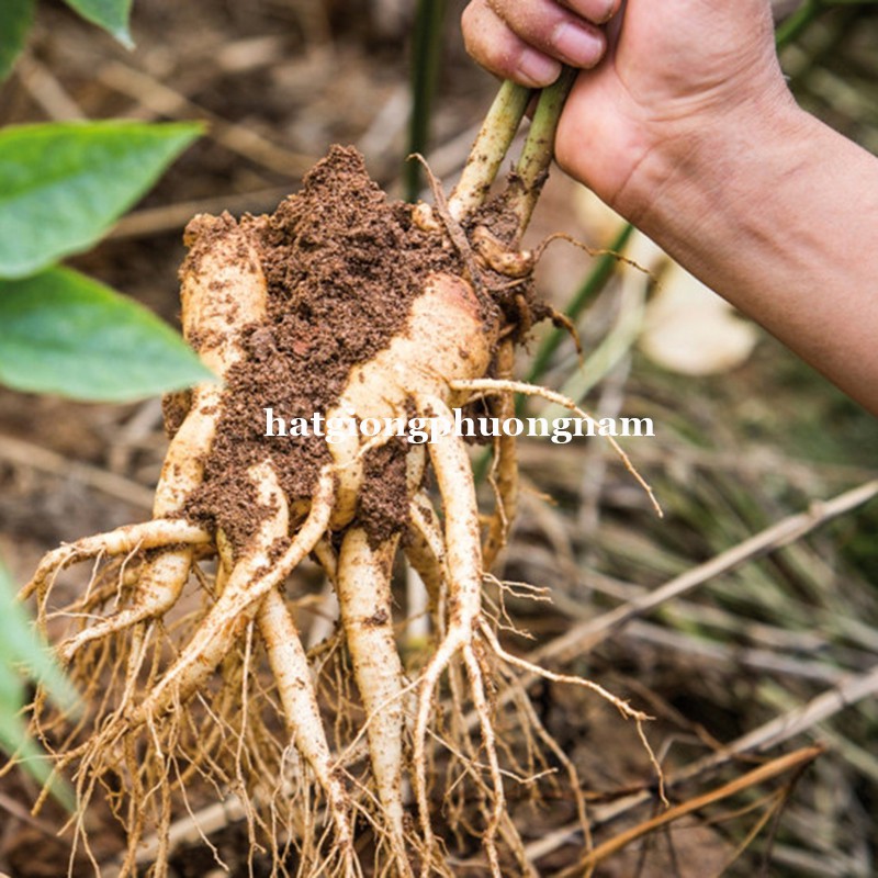 5H - HẠT GIỐNG NHÂN SÂM MỸ - HOA KỲ