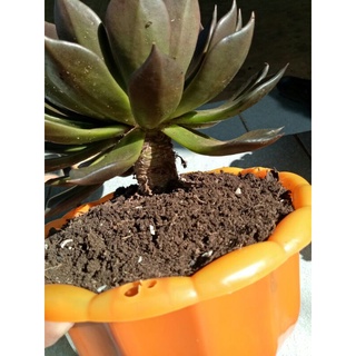Sen Đá Nâu gốc thụ size đại