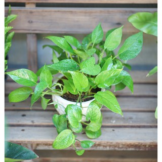 Dây Trầu Bà - combo cây và chậu