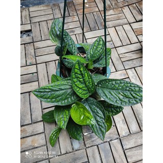 trầu bà hạnh phúc