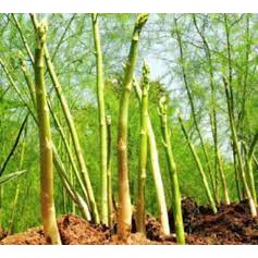 Hạt giống MĂNG TÂY CHỊU NHIỆT CAO SẢN  20 hạt