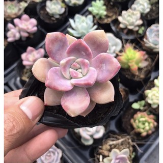 Sen đá hồng mập