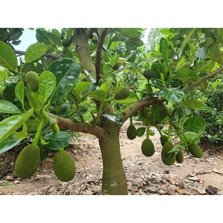 phân bò ủ hoai tín tâm bao 2kg