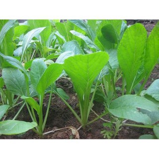 HẠT GIỐNG RAU CẢI NGỌT ĂN LÁ .