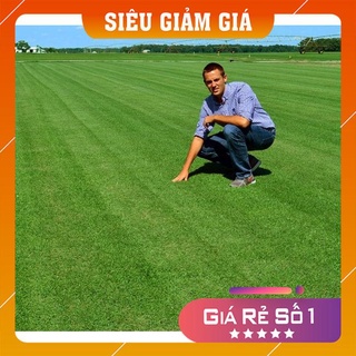 Gói 100g hạt giống cỏ bermuda - cỏ thảm, cỏ trang trí sân vườn, sân bóng đá