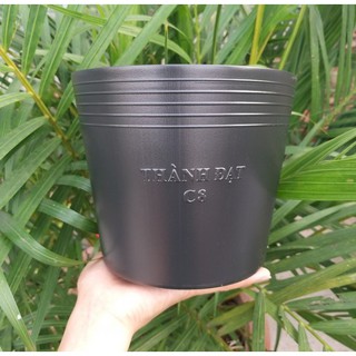 Combo 50 chậu C8 nhựa đen