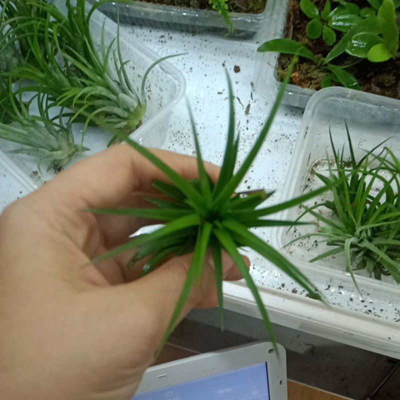 Không khí trang trí tiểu cảnh, terrarium, bán cạn...