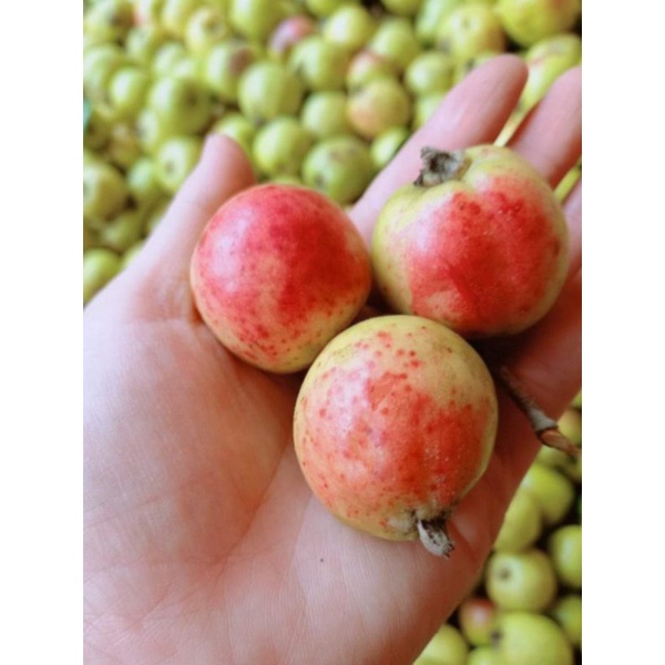 Táo mèo tươi Tây Bắc túi 1kg