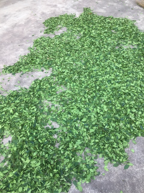 Lá găng khô làm thạch xanh khô 500g,1kg